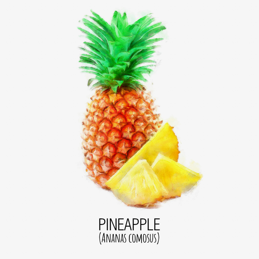 Piña_pineapple_DAP_Watercolor_Gris.jpg